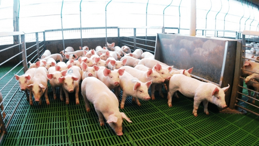El boom del cerdo en Argentina: consumo, faena y exportaciones marcan cifras récord