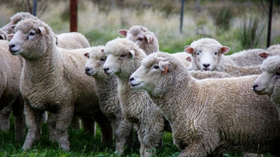Impulsan la cría intensiva de ovinos como oportunidad productiva