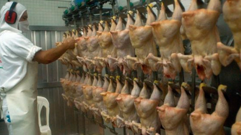 Día de la Avicultura: crece la producción y el consumo