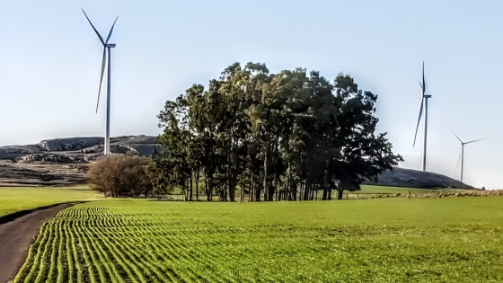 Energía eólica en el campo: un negocio rentable y sustentable a largo plazo