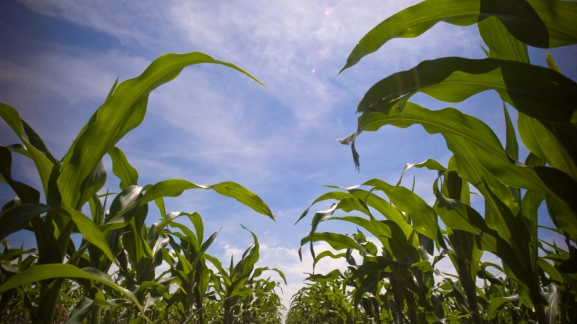 Fertilización en maíz, cómo maximizar el aprovechamiento de los nutrientes del suelo