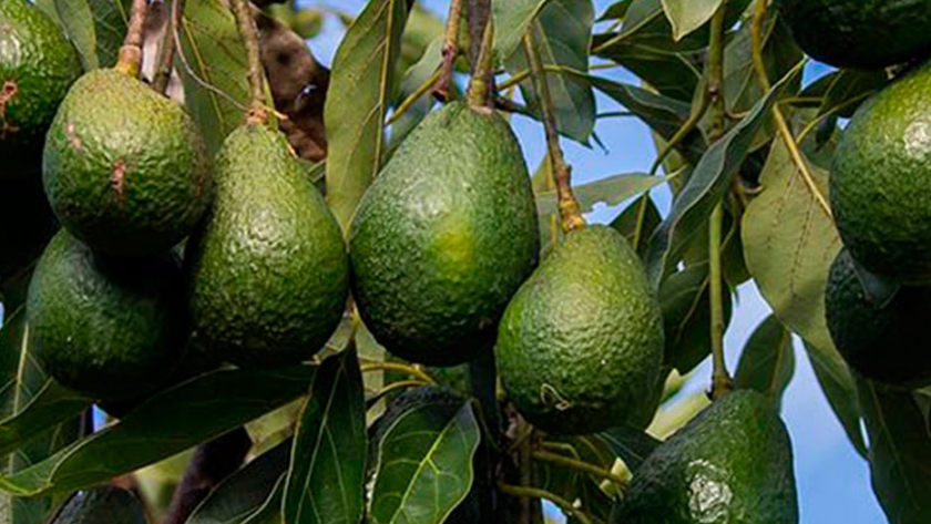 La historia de la palta nipo-brasileña que se produce en Brasil y se destaca por su alta calidad