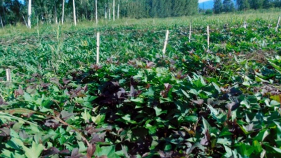 Productores de tabaco incorporan batata en su producción y logran aumentos en los rendimientos