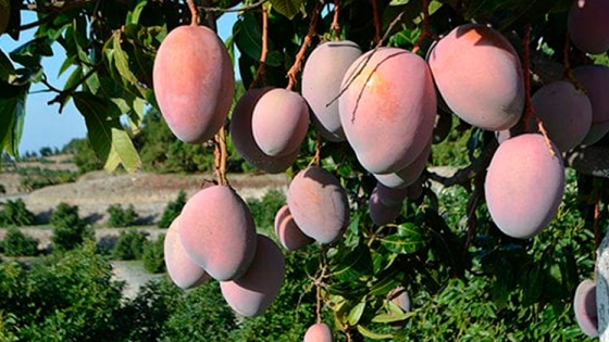 La producción de mango español podría caer más del 25% previsto