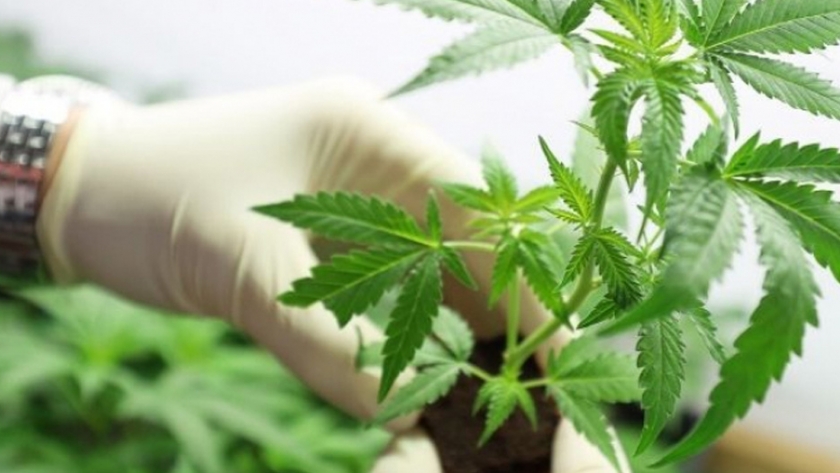 Se aprobó el proyecto del Vivero del Oeste Riojano sobre el cultivo de Cannabis con fines de investigación médica y científica