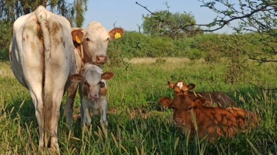 Eficiencia reproductiva: cómo obtener un ternero por vaca al año en zonas áridas y semiáridas