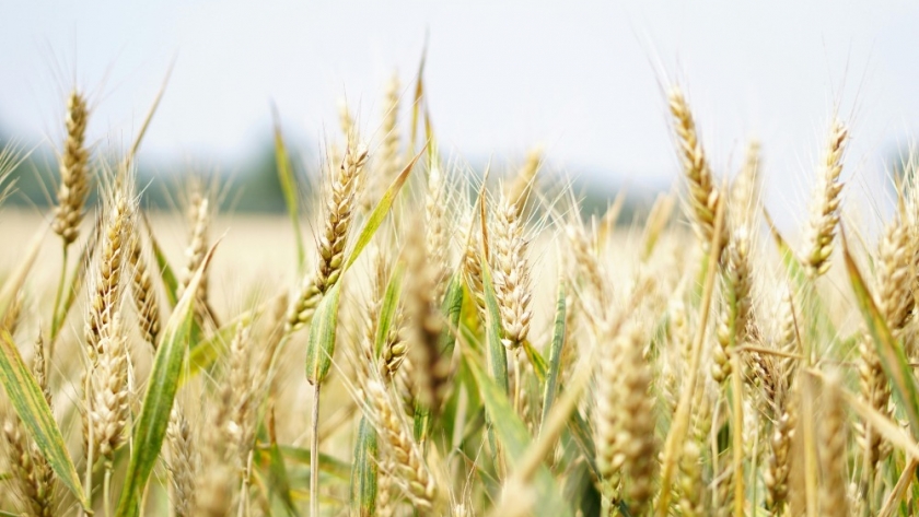 Progreso en la campaña agrícola: trigo, cebada y maíz avanzan positivamente