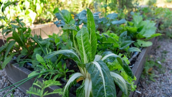 Huerta de invierno: qué hortalizas plantar y cosechar en menos de 60 días desde casa