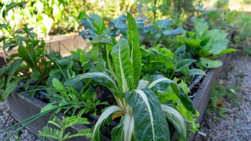 Huerta de invierno: qué hortalizas plantar y cosechar en menos de 60 días desde casa
