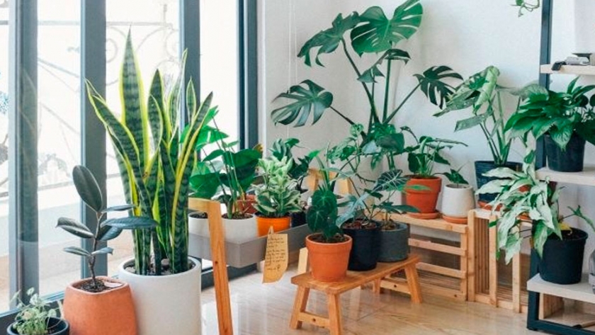 Decorar con plantas exóticas el interior de tu casa