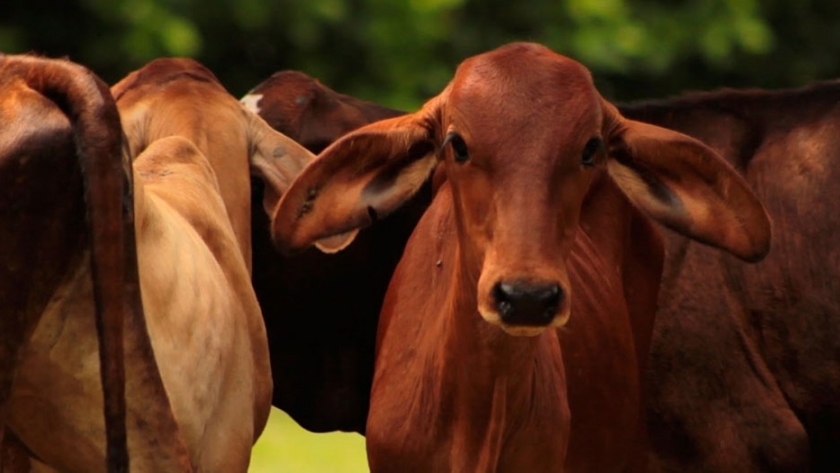 Inseminación artificial en ganado bovino se considera una biotecnología reproductiva 