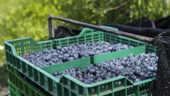 Entre Ríos exportó 4 toneladas de arándanos a EE. UU