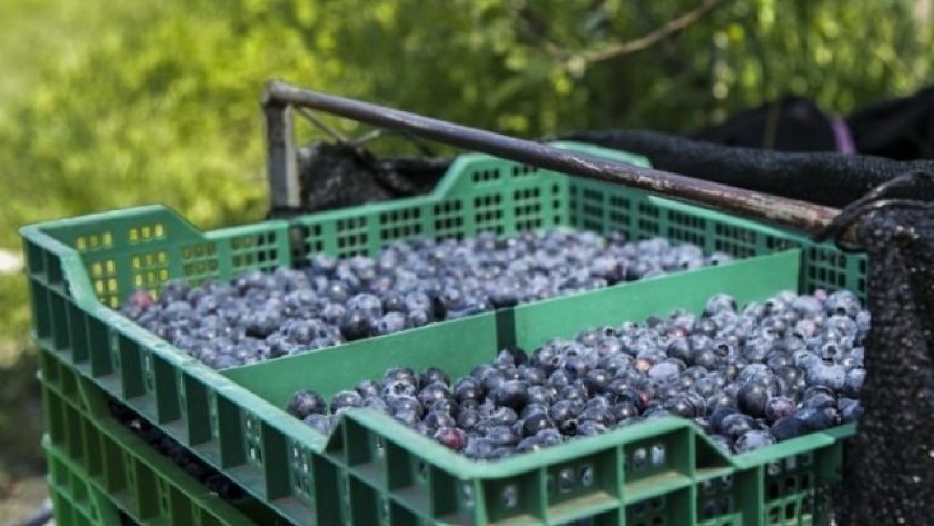 Entre Ríos exportó 4 toneladas de arándanos a EE. UU