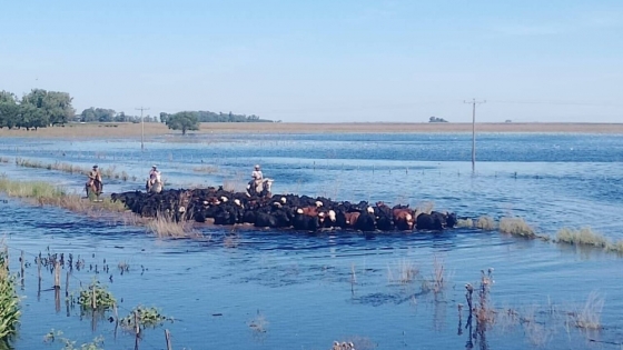 Inundaciones en la cuenca del Salado: un colapso productivo que deja millones de hectáreas inutilizadas