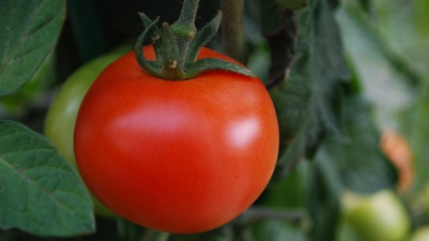 Cancro bacteriano en tomate: qué es y cómo detectarlo a tiempo