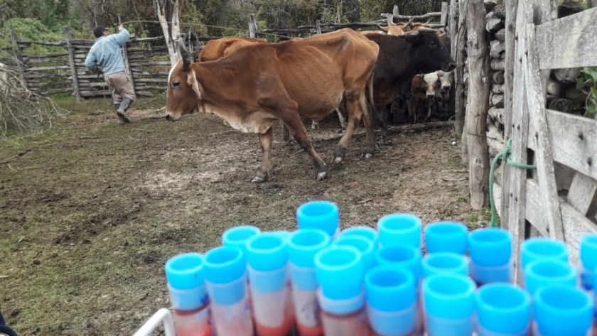 Finalizaron muestreos serológicos para evaluar inmunidad de bovinos contra la fiebre aftosa