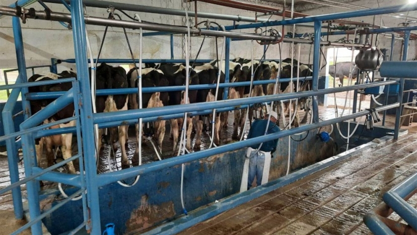 La calidad de la leche santafesina muestra indicios de fallas estructurales en los tambos