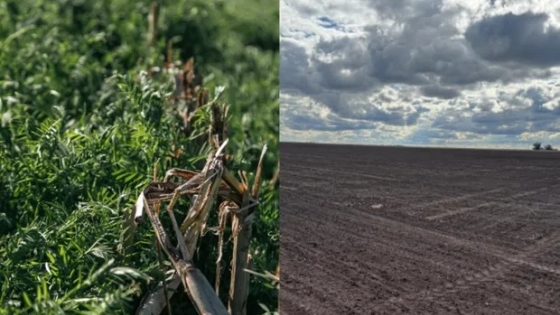 Cambios en la agricultura argentina: estudios advierten el retorno de las labranzas