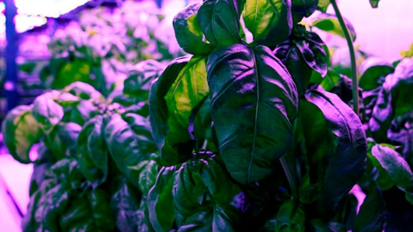 Investigadores del MIT potencian el sabor de la albahaca con el aprendizaje automático