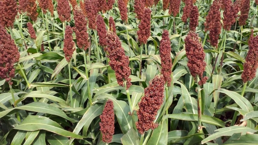 Cinco departamentos entrerrianos concentran el área con sorgo