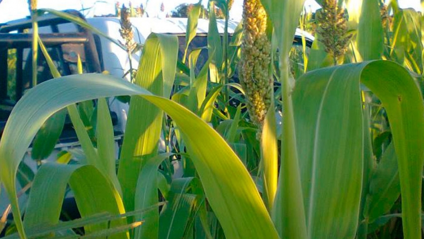 Trigo y sorgo, dos jugadores de la campaña