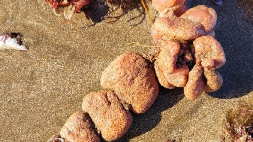 Biólogos del INIDEP dan certeza sobre «papas de mar» que se hallaron en las playas del sur de Mar del Plata