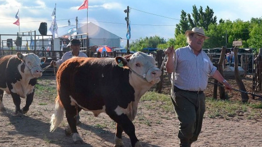 Exposiciones ganaderas dejan ganancias de hasta $40 millones en Río Negro