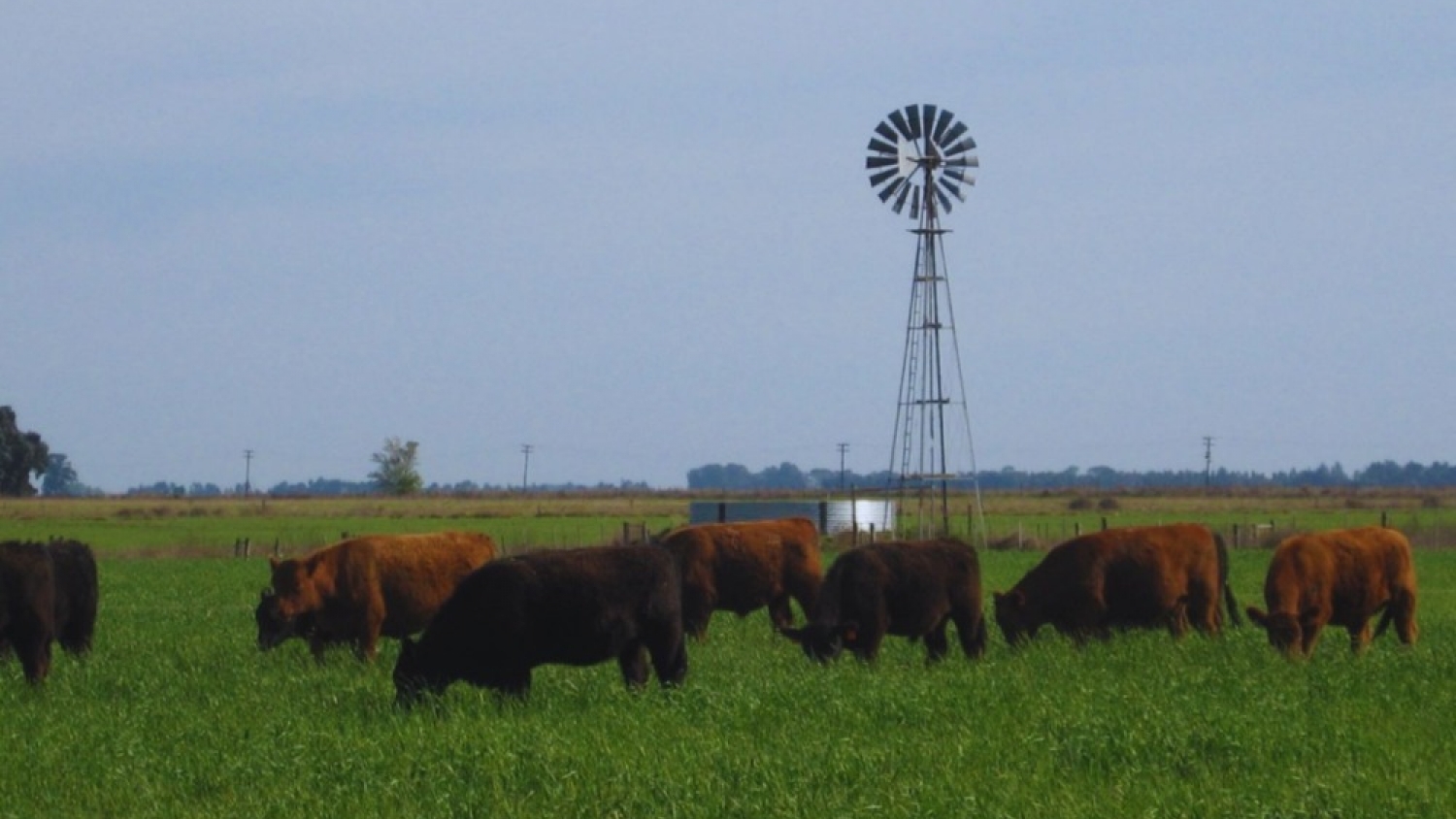 Carne a pasto: el INTA impulsa una estrategia nacional para posicionarla como alimento saludable y competitivo