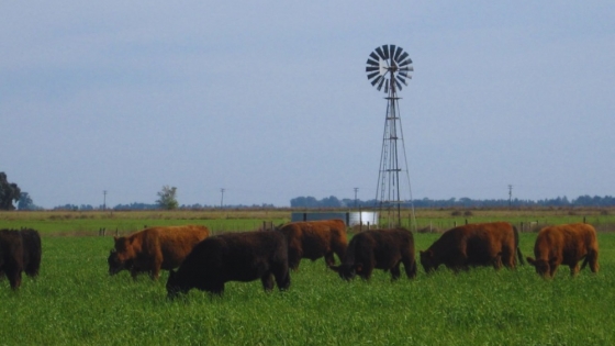 Carne a pasto: el INTA impulsa una estrategia nacional para posicionarla como alimento saludable y competitivo