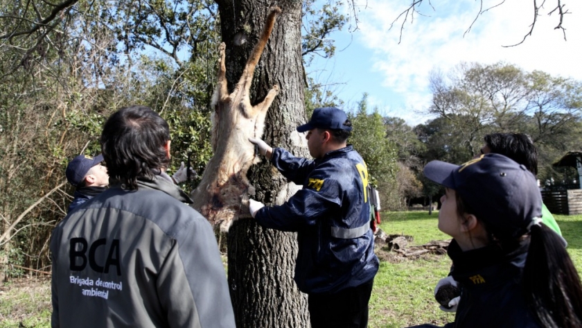 El Ministerio de Ambiente allanó una estancia por la caza ilegal de un puma