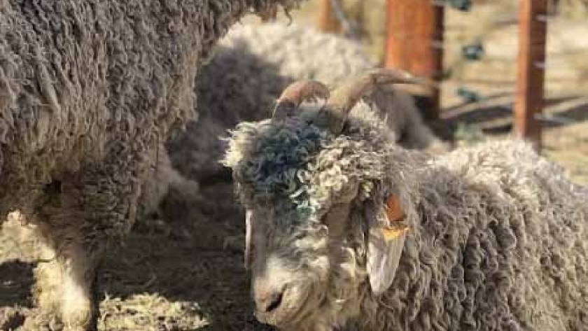 Río Negro logró una exitosa venta de mohair de otoño, en conjunto con Chubut