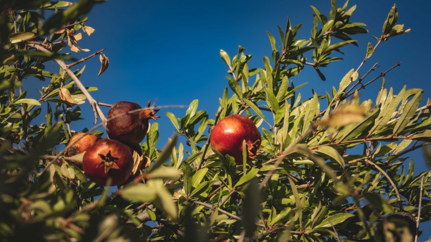 Córdoba exportó por primera vez granadas frescas por vía aérea a Países Bajos