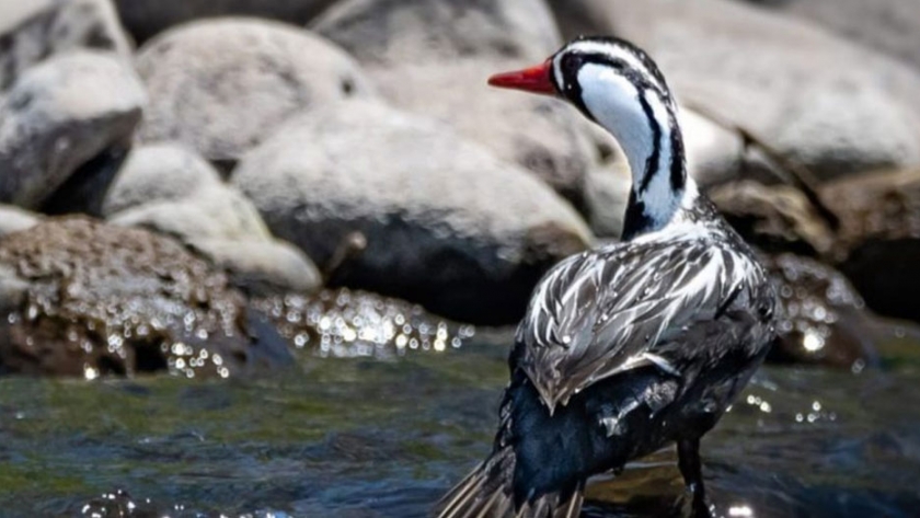 Invitan a participar del Gran Día Mundial de Observación de Aves