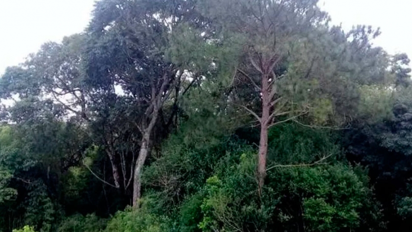 Recomiendan un plan de manejo de pino en Misiones para que no invadan áreas de bosques nativos y humedales