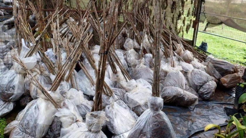 El Gobierno entregó 1.000 plantines de nuez pecán a productores de distintas zonas