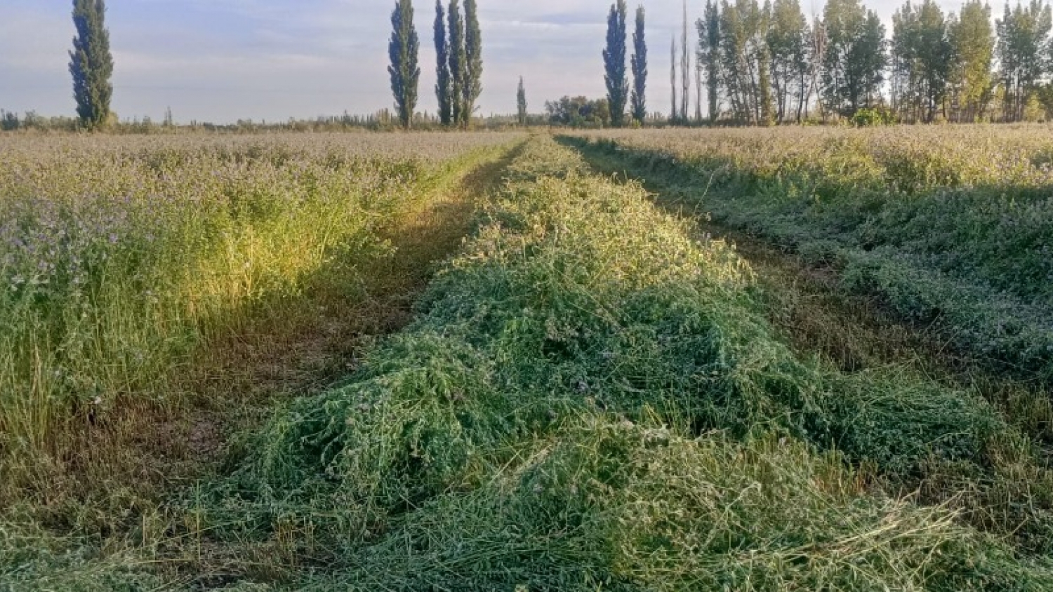 Alfalfa en 25 de Mayo: Work Men apuesta a la exportación