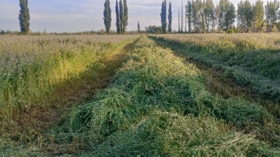 Alfalfa en 25 de Mayo: Work Men apuesta a la exportación