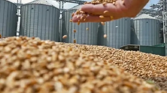 La apertura de mercados ya mueve las exportaciones del agro argentino: qué productos más crecieron