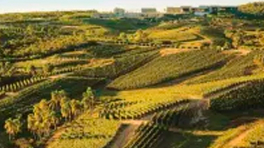 En una pequeña región vinícola de Uruguay la cepa tannat causa una gran impresión