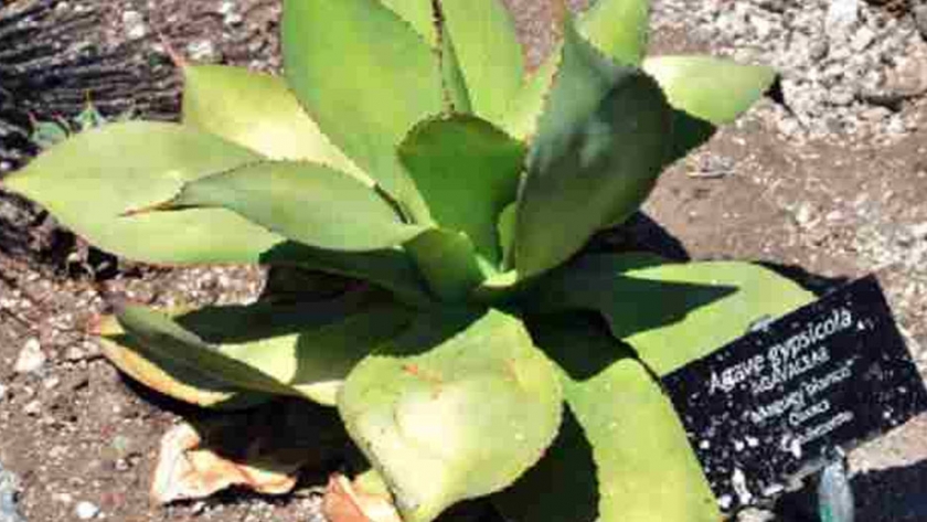 Una investigación busca el parentesco genético entre especies de agave