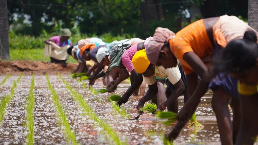 Agricultura orgánica en la India: ¿Vino viejo en una botella nueva?