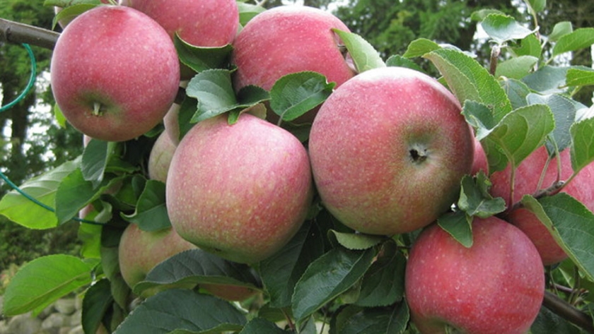 El INIAF apunta a las frutas de los valles y luego de la Amazonia