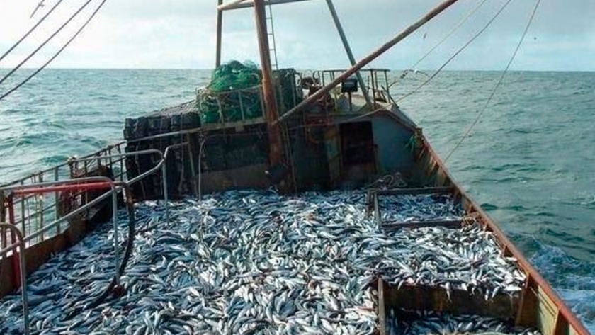 Consejo Federal Pesquero analizó el crecimiento de la biomasa de merluza