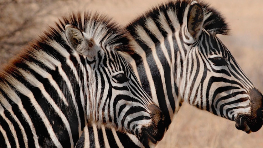 Por primera vez en el mundo, la Argentina clonó cebras en laboratorio