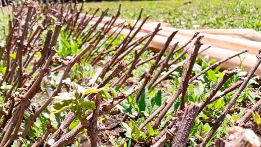 El Maiten: Provincia reconvierte vivero para impulsar la viticultura