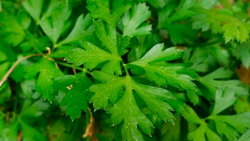 Aromáticas, pilares de una alimentación saludable
