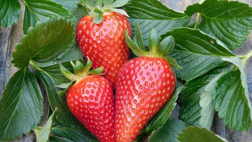 Desarrollan una nueva variedad de fresa de fácil cultivo y alta productividad