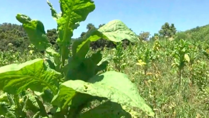 Después de una década se volvió a plantar tabaco Virginia en Misiones