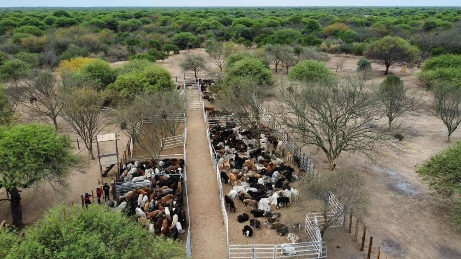 Mesa Productiva de Clorinda: INTA, SENASA y ganadería