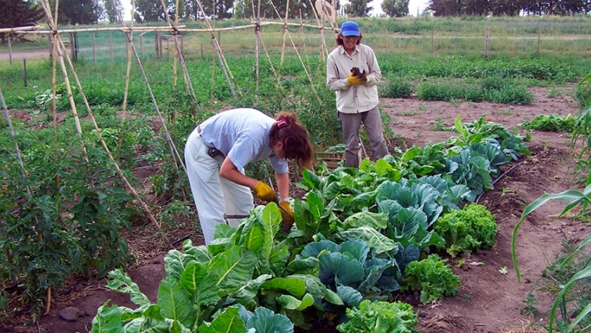 Recomendaciones para cuidar la huerta en verano